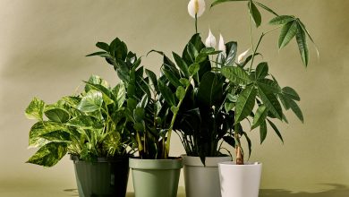 Photo of How To Keep Your Houseplants Healthy & Thriving?