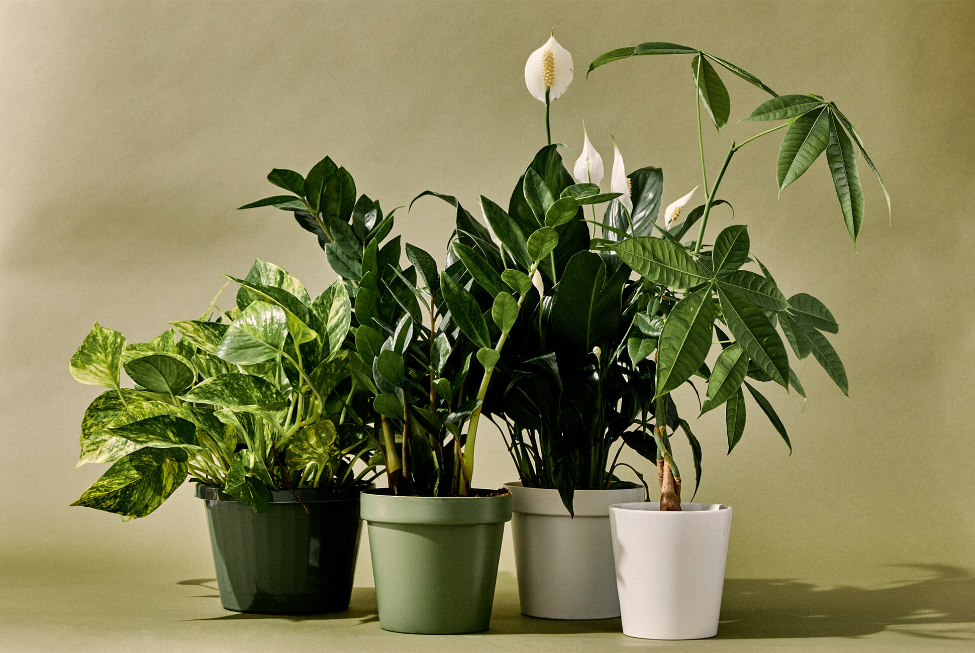 How To Keep Your Houseplants Healthy & Thriving?